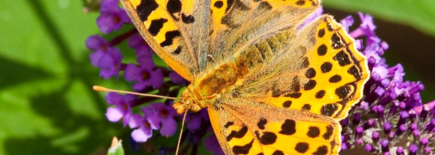 butterfly: _MG_0212