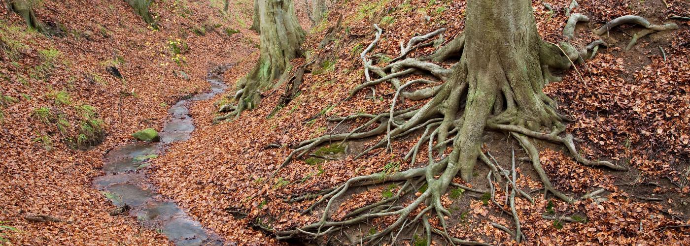 nature: _MG_0318