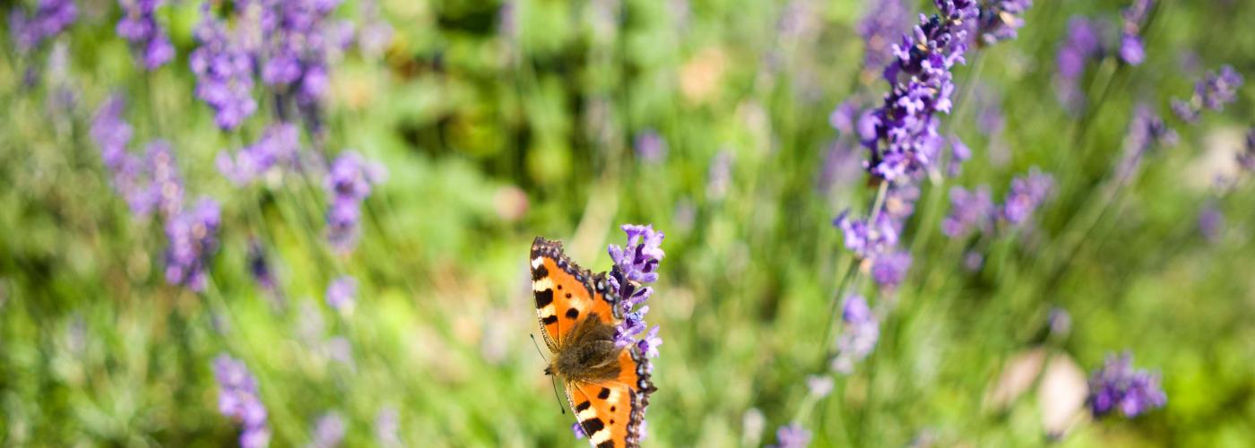 butterfly: _MG_1640