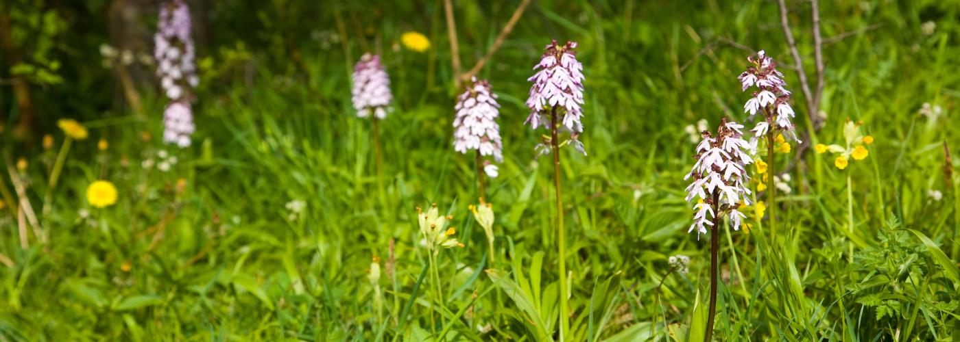 orchids: _MG_3924