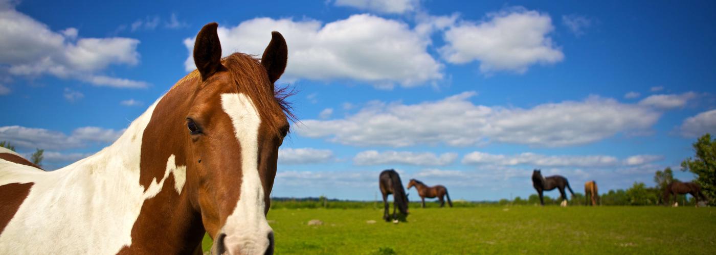 Horses