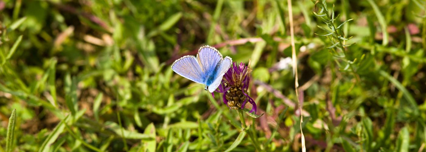 butterfly: _MG_5366