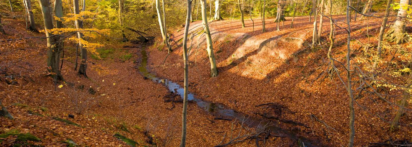 nature: _MG_5910