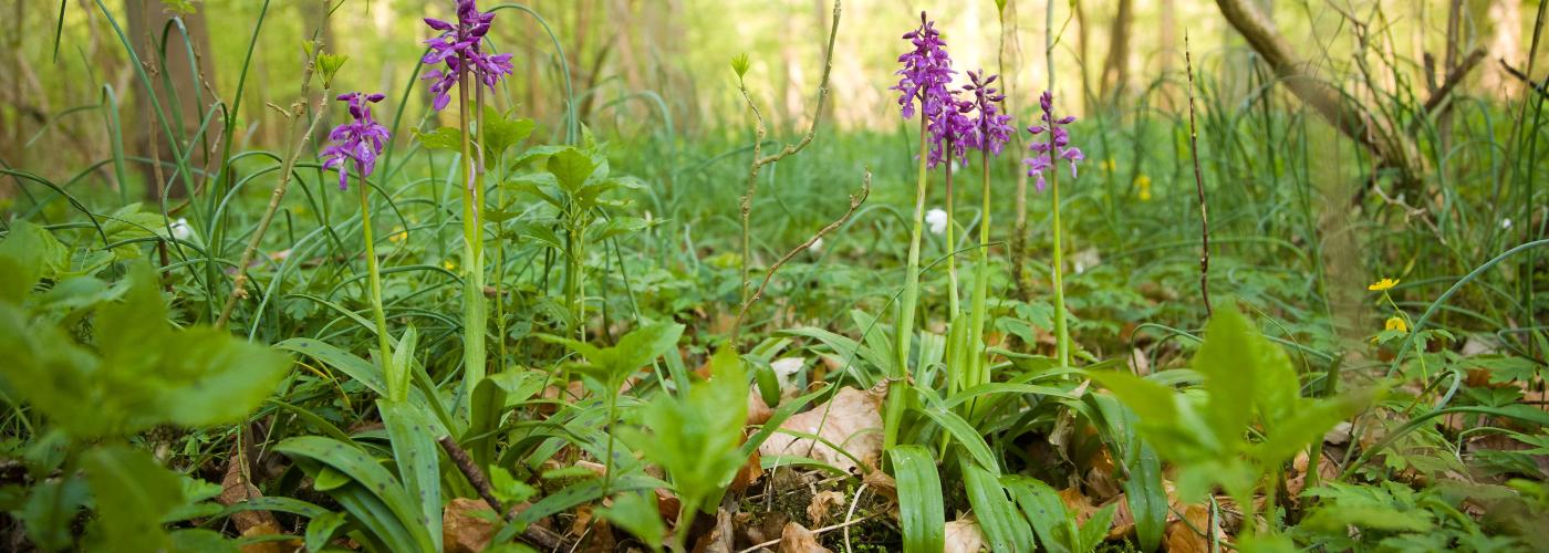 orchids: _MG_6221