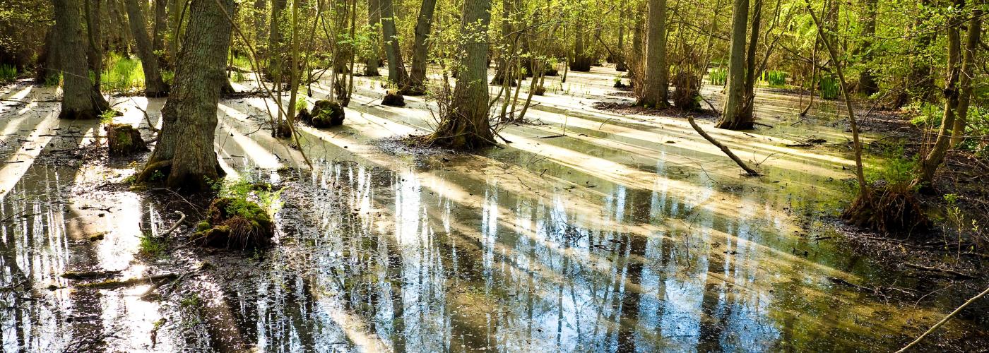 nature: _MG_6693