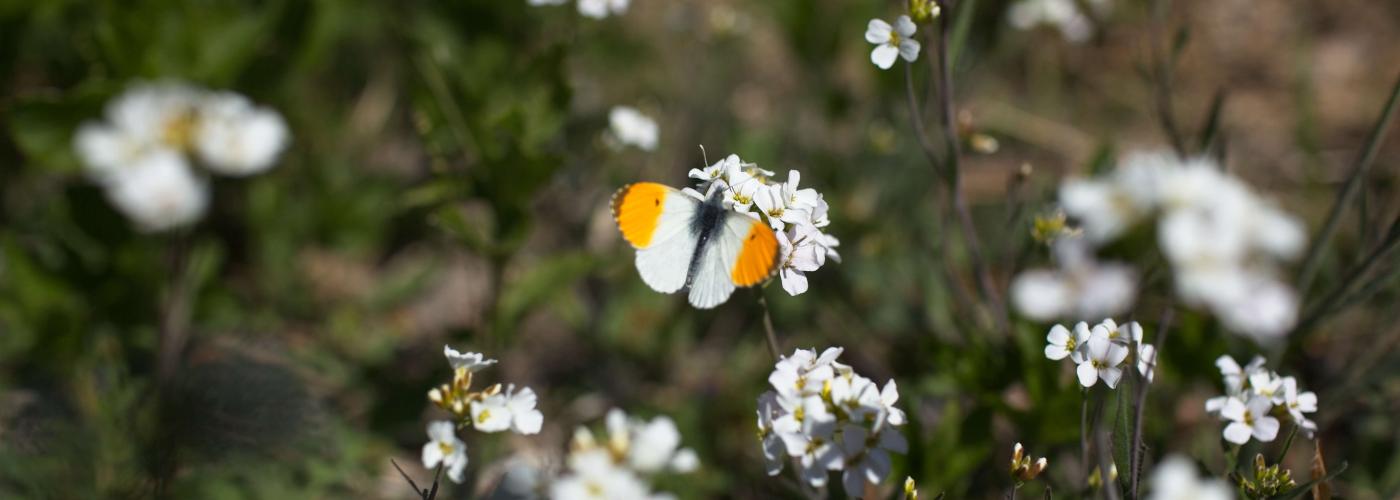 butterfly: _MG_6984