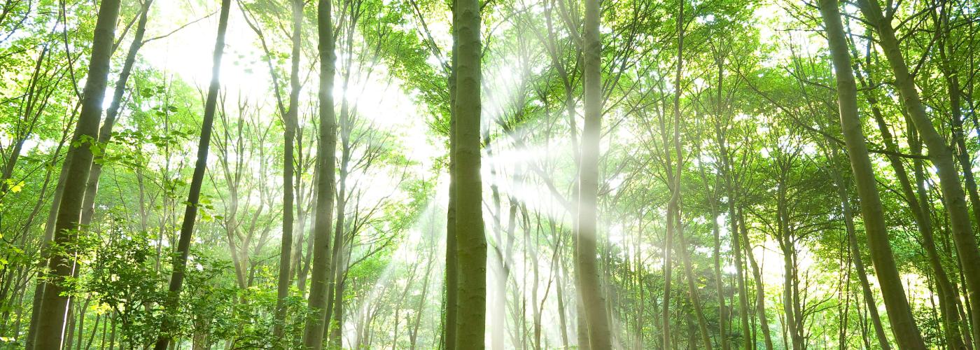 nature: _MG_7682