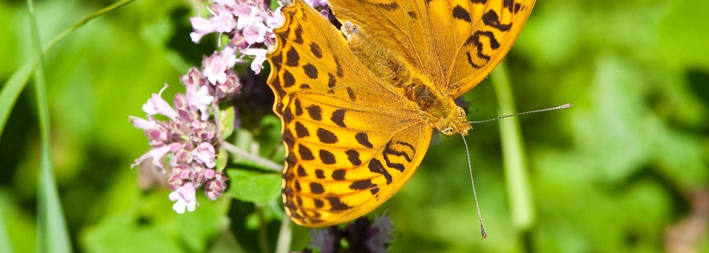 butterfly: _MG_8860