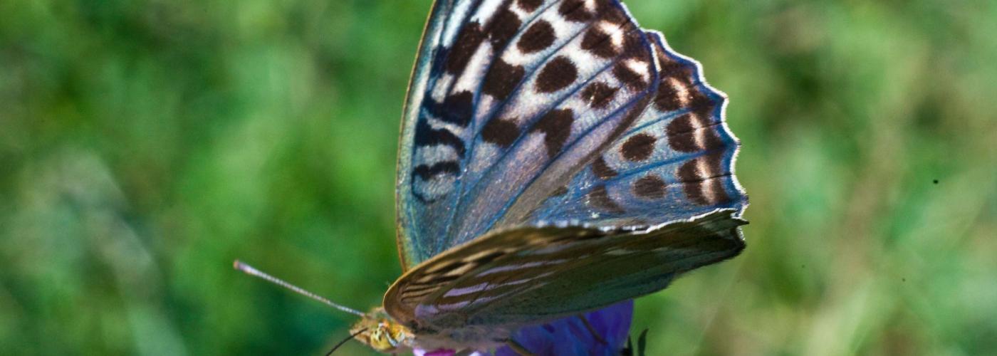 butterfly: _MG_9008