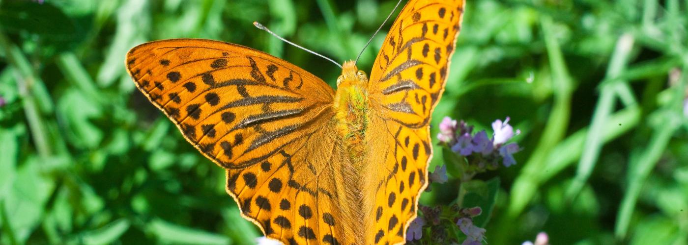 butterfly: _MG_9019