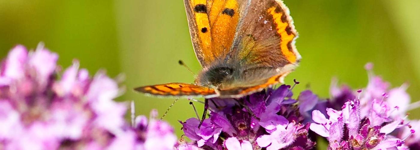 butterfly: _MG_9233