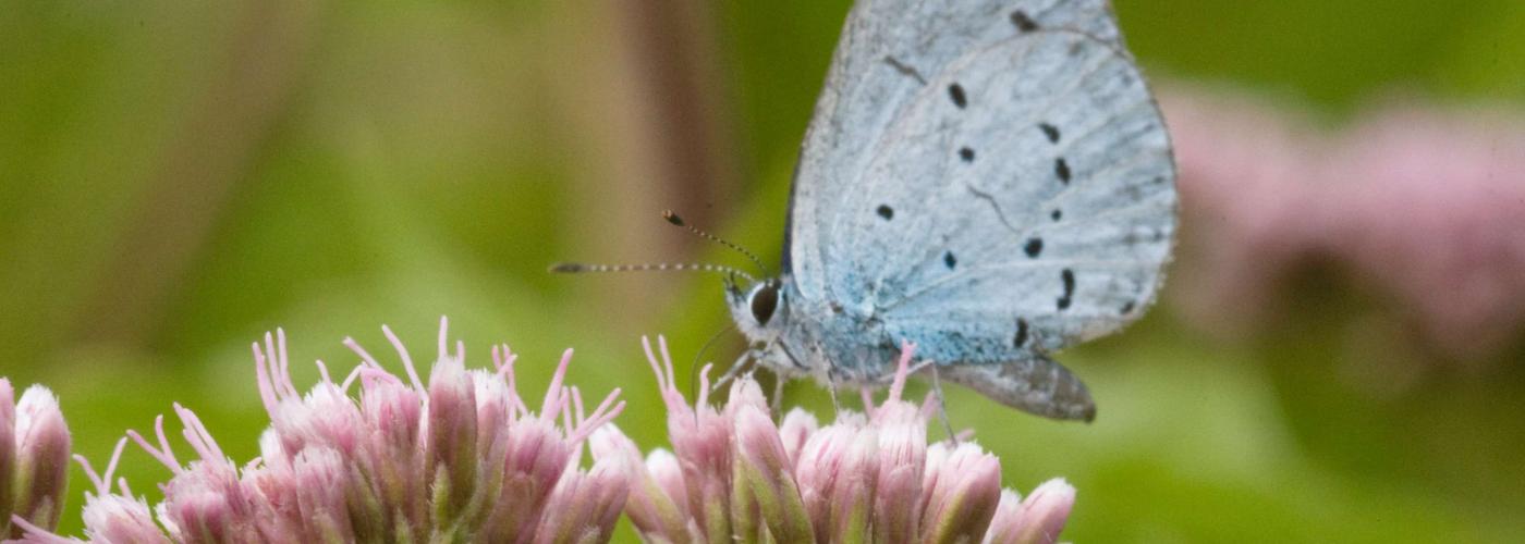 butterfly: _MG_9534
