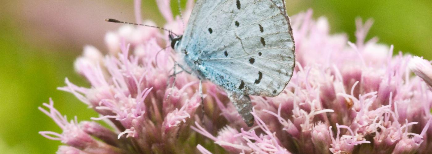 butterfly: _MG_9546