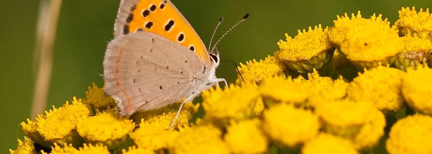 butterfly: _MG_9582