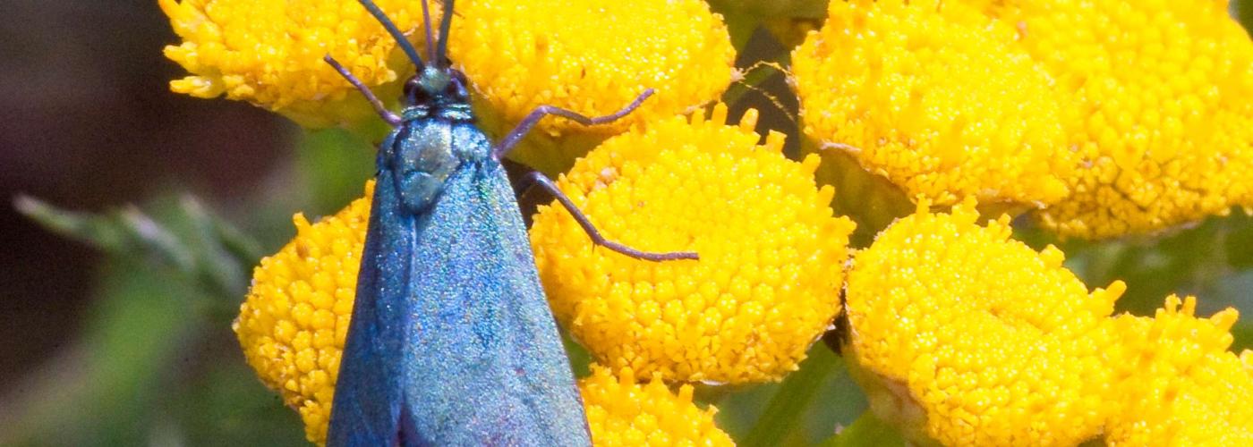 butterfly: _MG_9610