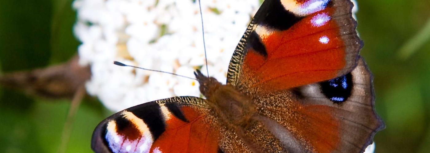 butterfly: _MG_9628
